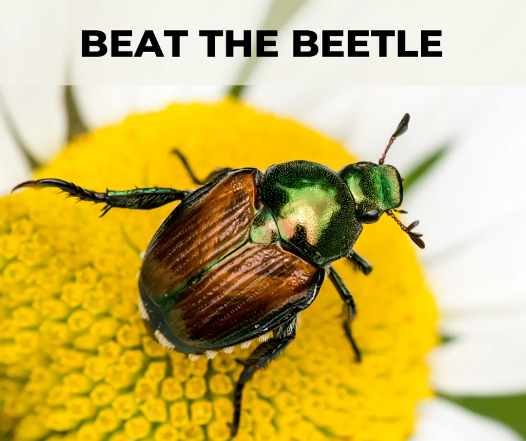 Beat the Beetle! | Engage GJ
